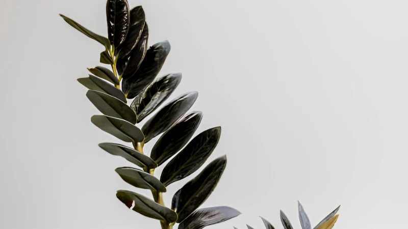 Detailed Raven ZZ Plant leaf texture