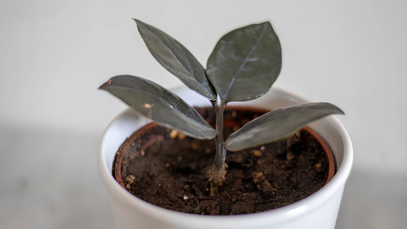Raven ZZ Plant growing in indirect light