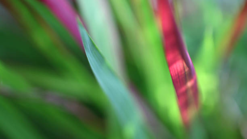 Japanese Blood Grass with vivid crimson leaves