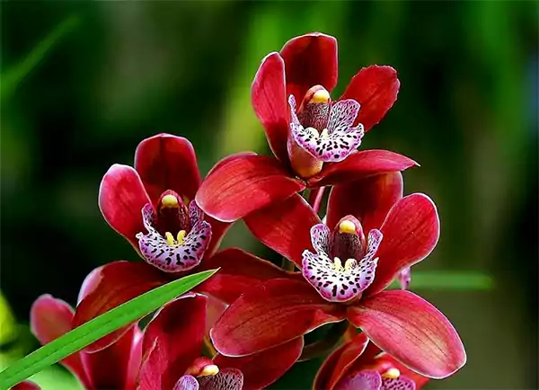 Red Orchids