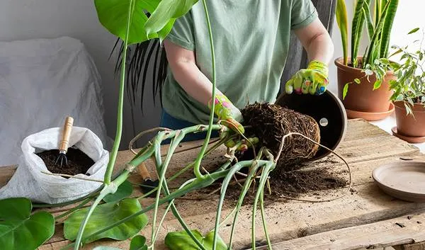 Removing from old pot