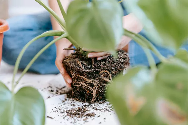 Repotting anthurium