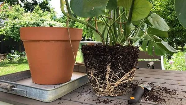 Repotting to a large pot