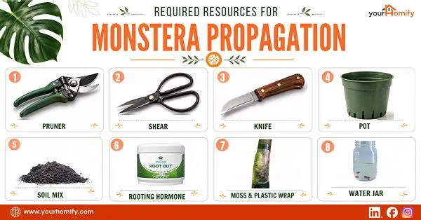 Required Resources For Monstera Propagation