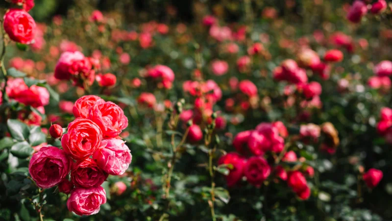 A stunning rose garden filled with vibrant blooming roses, manicured pathways, lush greenery, and fragrant flowers in a picturesque landscape.