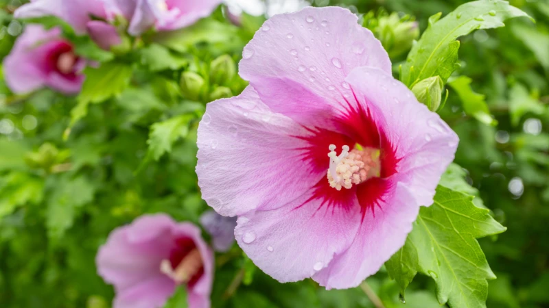 Rose of Sharon blooming in garden