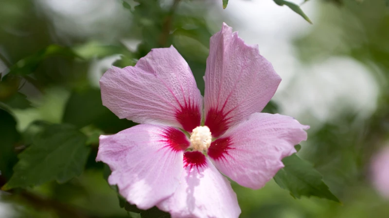 Rose of Sharon blossom with delicate petals