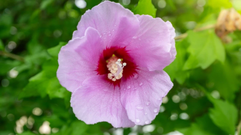 Rose of Sharon featured flower image