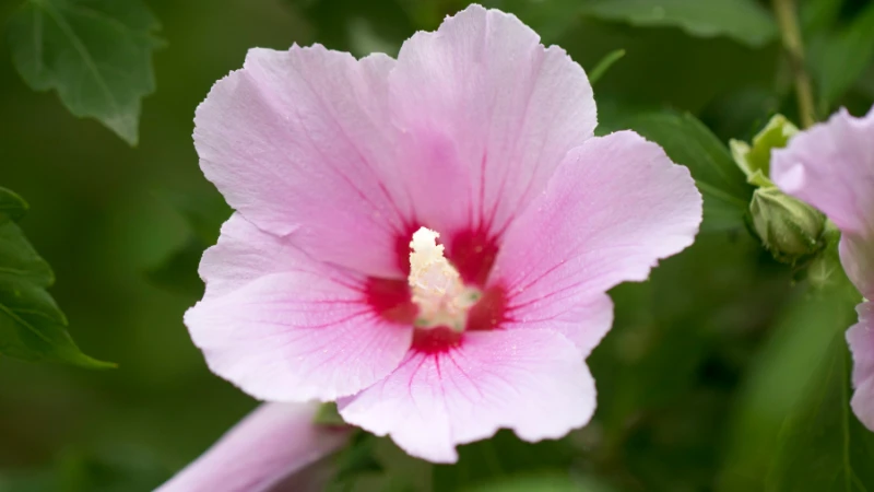Rose of Sharon floral bloom