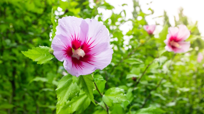 Close-up of blooming Rose of Sharon