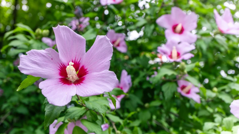 Rose of Sharon flower in full bloom