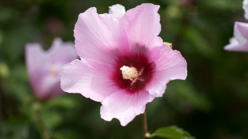 Close-up of Rose of Sharon flower