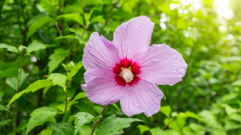 Rose of Sharon with delicate petals