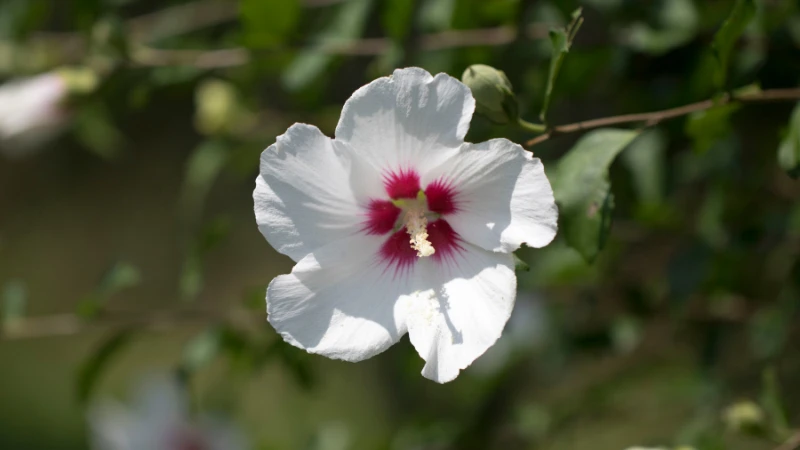 Rose of Sharon plant with flowers
