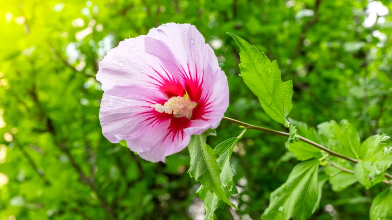 Rose of Sharon garden flower bloom