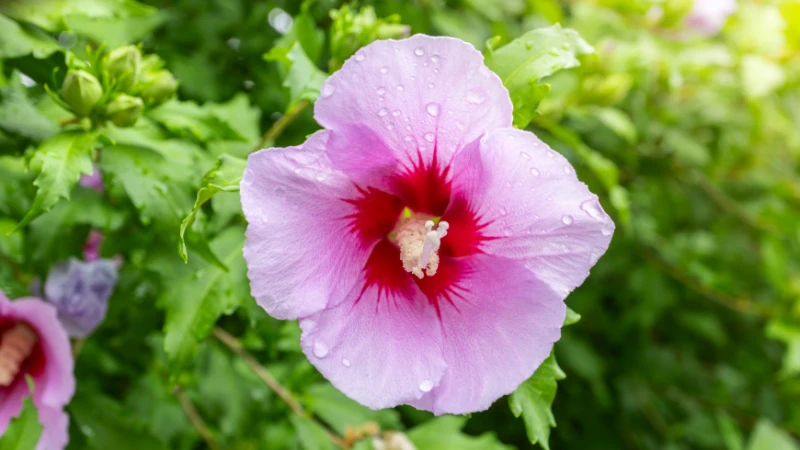 Rose of Sharon growing in garden