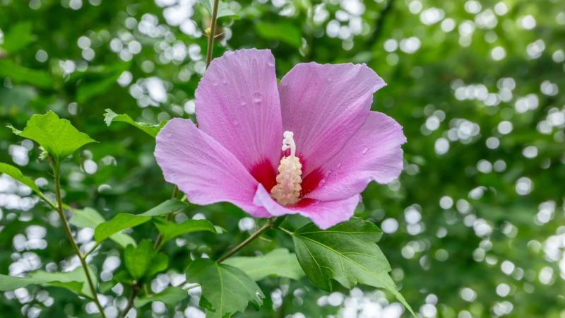 Rose of Sharon flower petals close-up