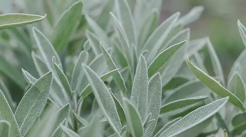 Sage