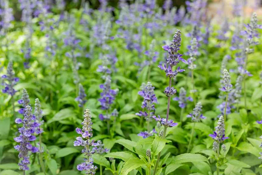 Salvia