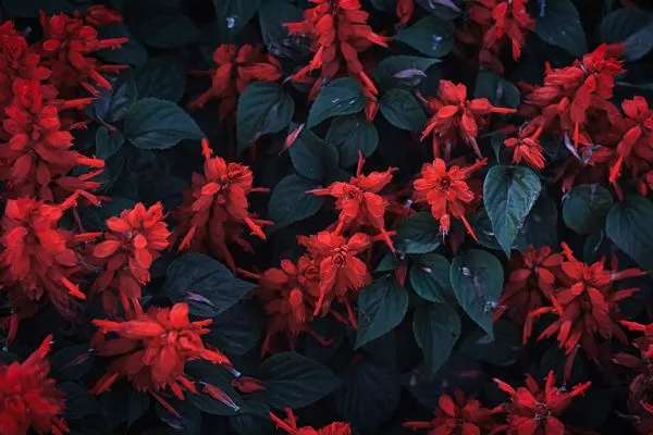 Salvia