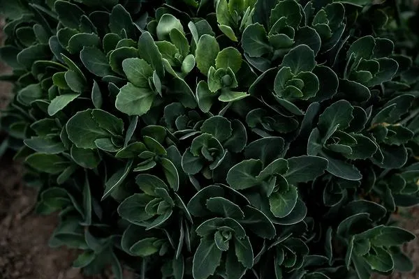 Sedum