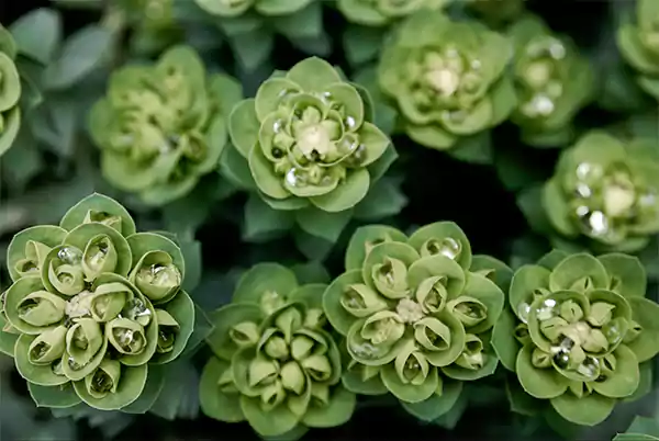 Sedum