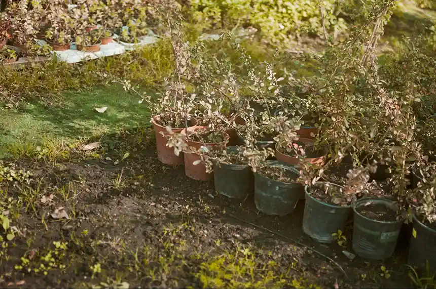 Select a garden site for raised garden beds