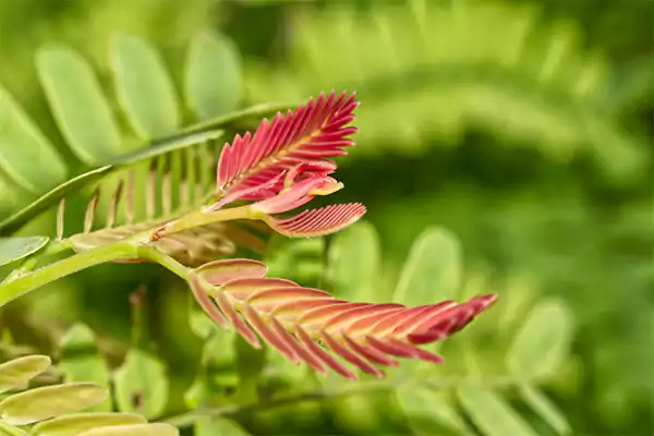 Sensitive Plant