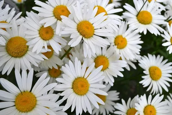 Shasta daisy