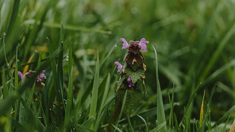 A solitary Dead Nettle flower spike with pink-purple blooms rising above surrounding grass blades.