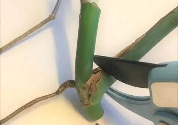 Snipping leaves 