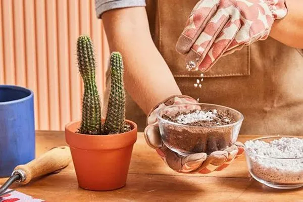 Soil mix for succulent propagation