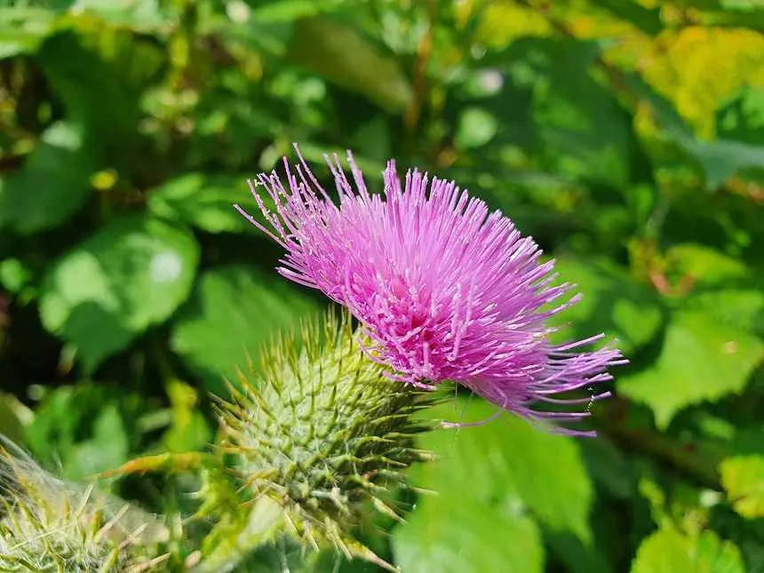 Spear Thistle