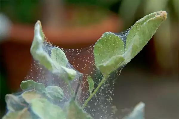 Spider Mites