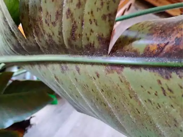Spider Mites