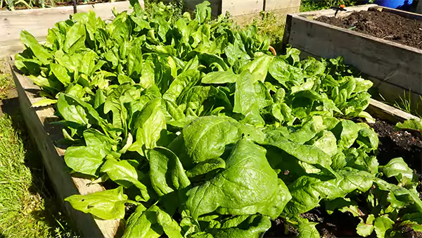 Spinach in raised beds