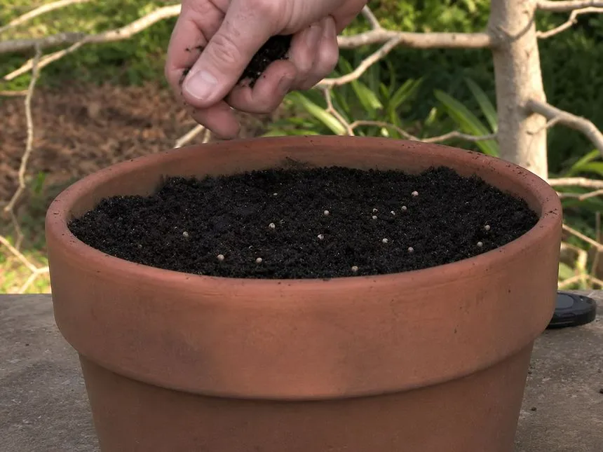 Spreading seeds