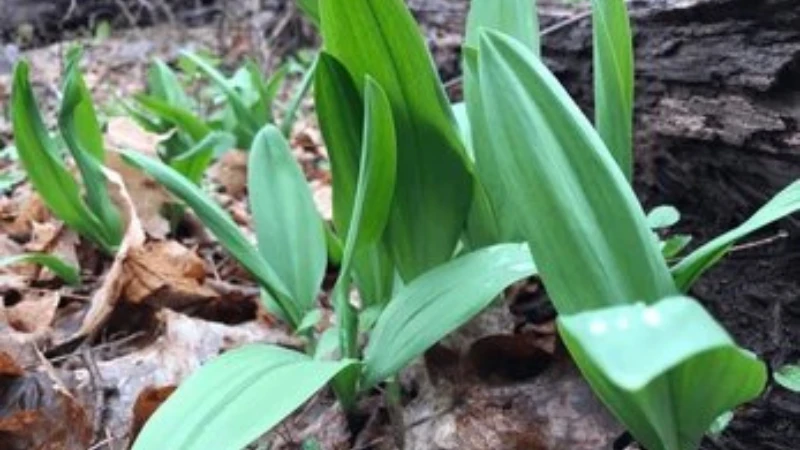 Spring Ramps plant with lush leaves