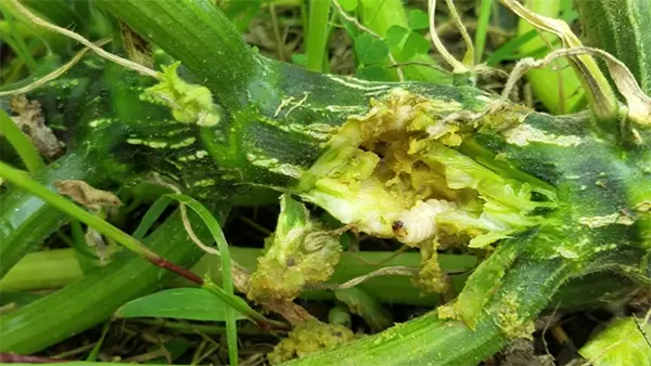 Squash Vine Borer