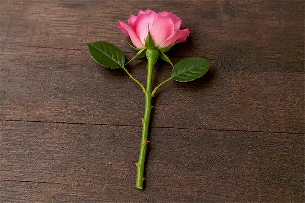 Stem for propagations