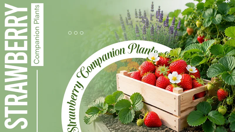 Strawberry Companion Plants