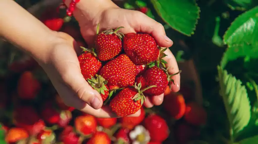 Strawberry Companion Plants