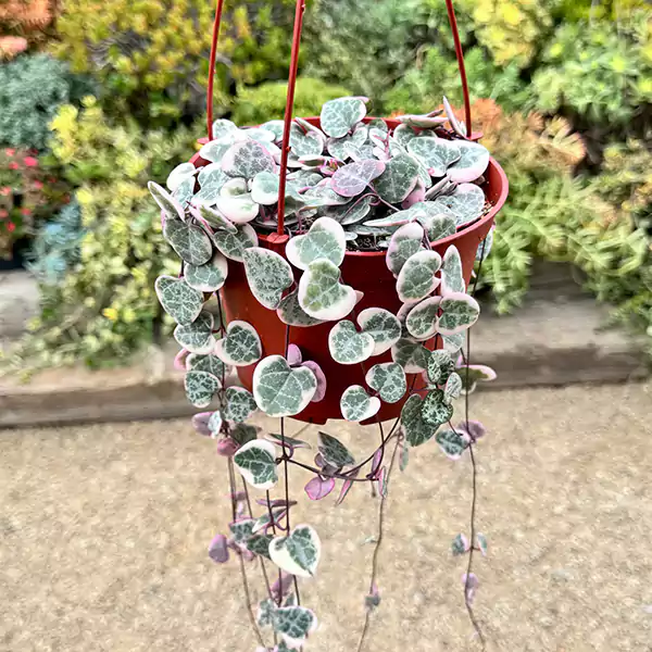 String of Hearts