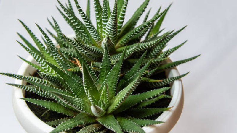 Haworthia plant featured image