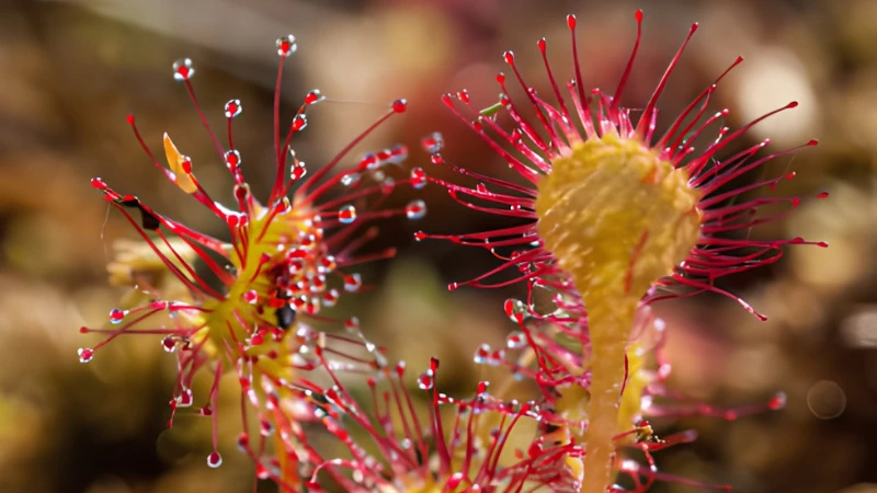 Detailed Sundew sticky leaf structure