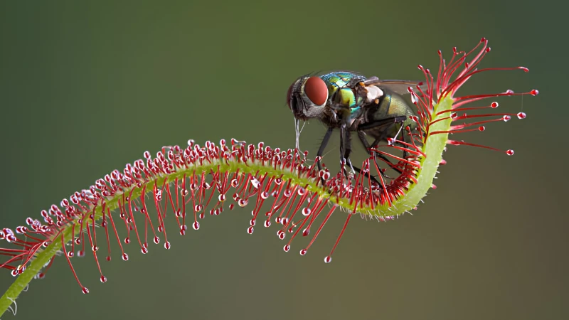 Sundew plant with sticky dew-covered leaves
