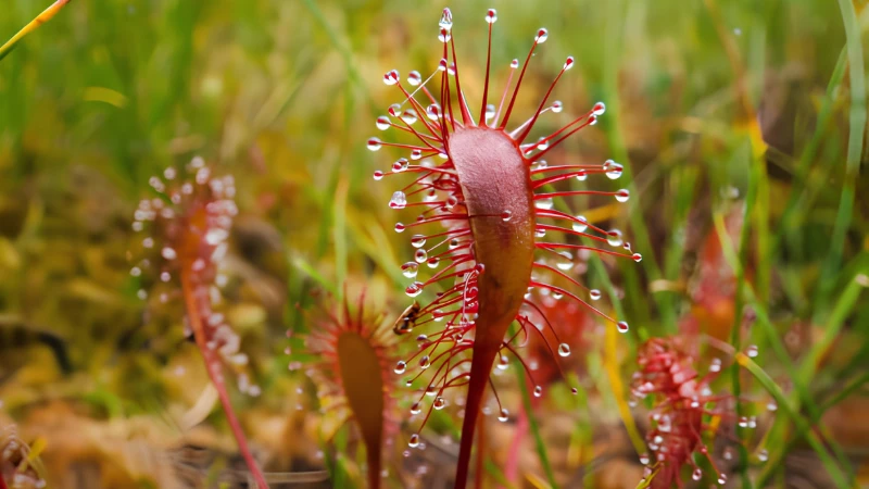 Sundew carnivorous plant with healthy foliage