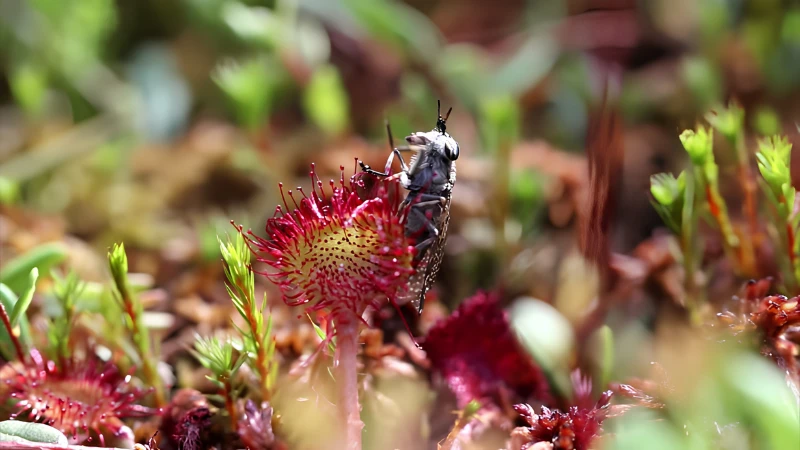 Sundew plant covered in sticky dew droplets