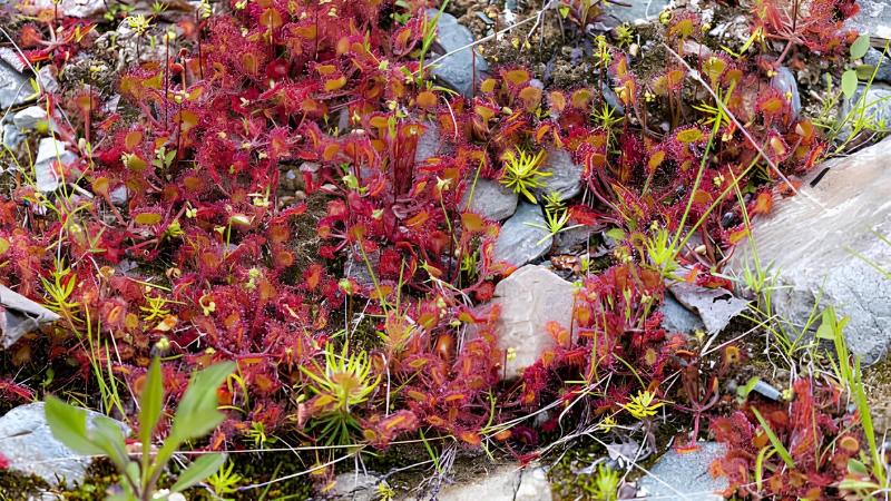 Sundew plant featuring vibrant red glandular hairs