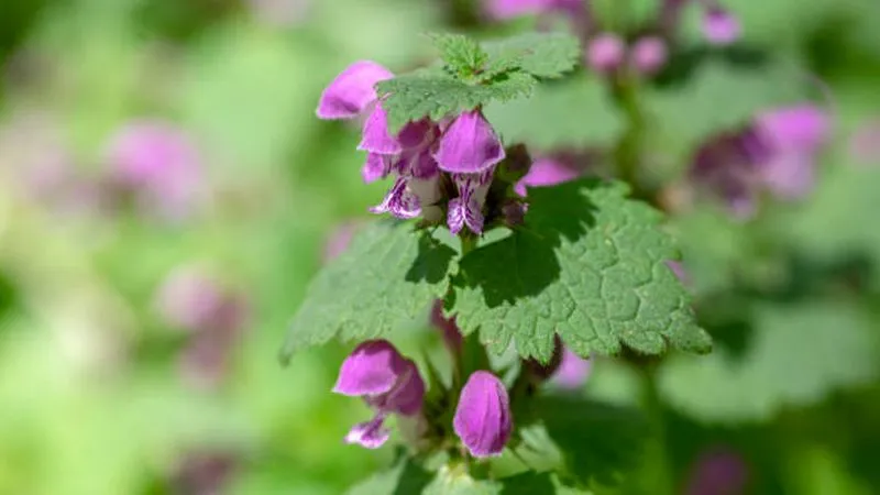 A Dead Nettle flower spike glowing in sunlight with vivid purple blooms against blurred green leaves.